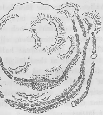 Illustration, sida 45