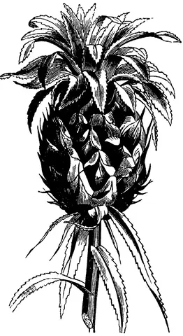 Illustration, sida 348