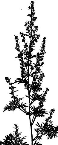 Illustration, sida 580