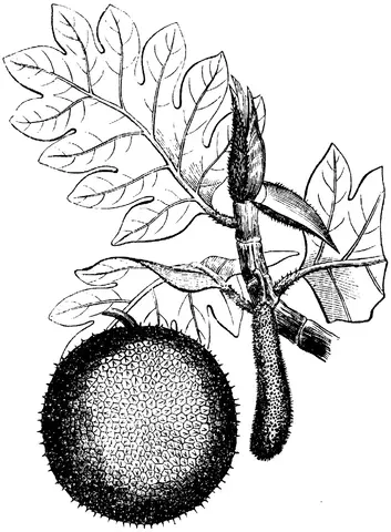 Illustration, sida 585