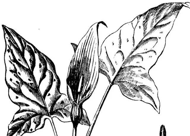 Illustration, sida 587