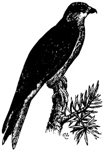 Illustration, sida 629