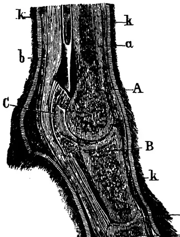 Illustration, sida 683