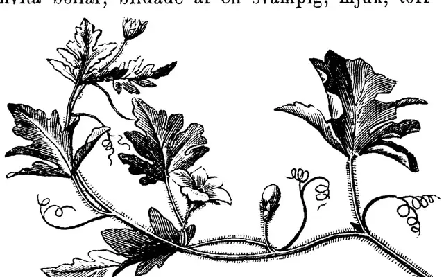 Illustration, sida 529