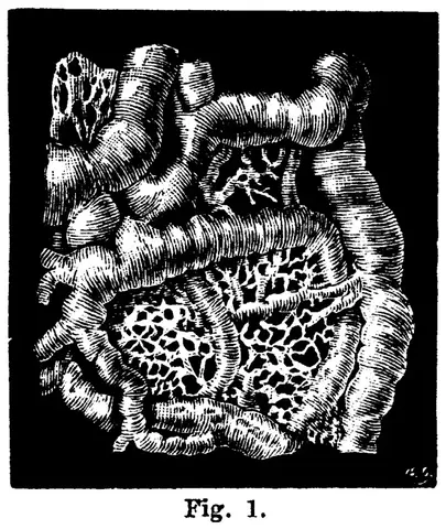 Illustration, sida 186
