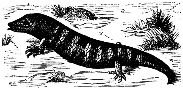 Illustration, sida 397