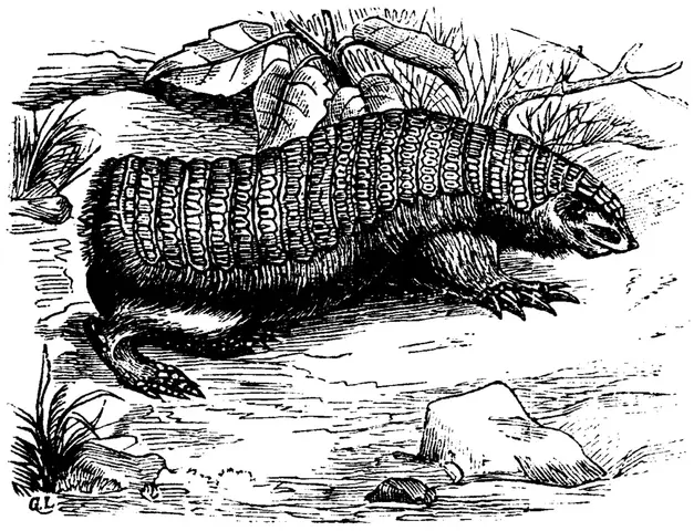 Illustration, sida 705
