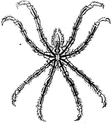 Illustration, sida 131