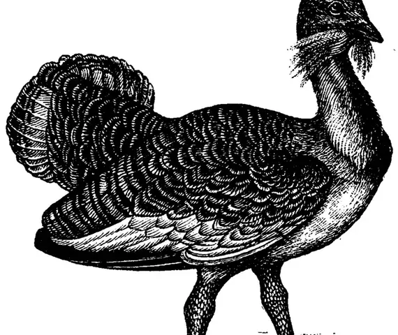 Illustration, sida 323