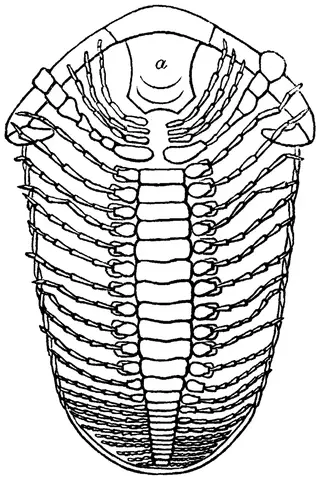 Illustration, sida 363