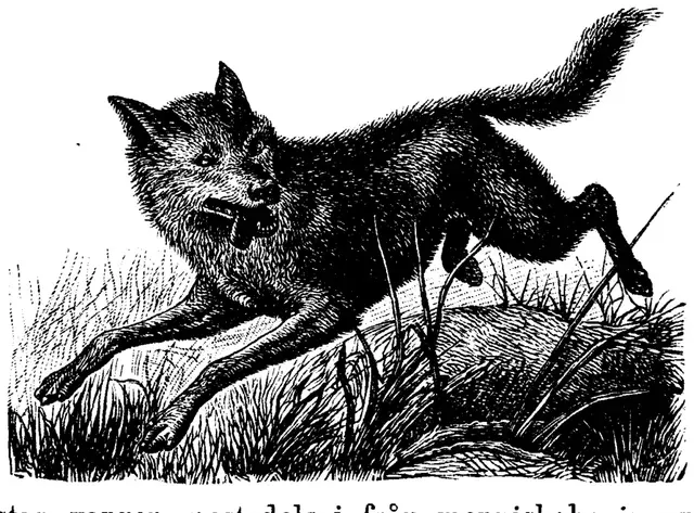 Illustration, sida 142