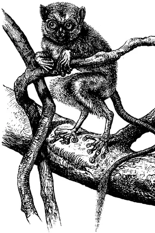Illustration, sida 728
