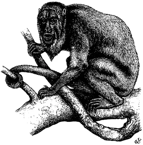 Illustration, sida 729