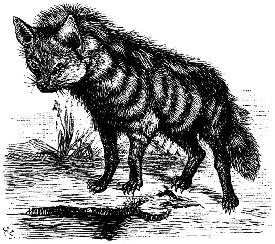 Illustration, sida 116