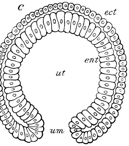 Illustration, sida 251
