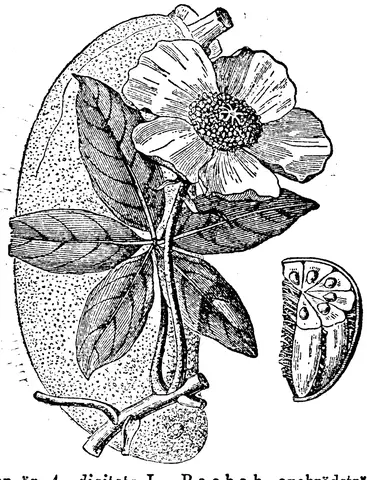 Illustration, sida 80