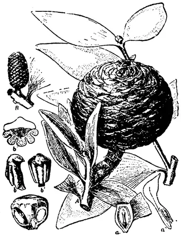 Illustration, sida 196