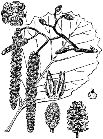Illustration, sida 256