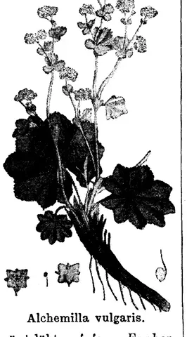 Illustration, sida 284