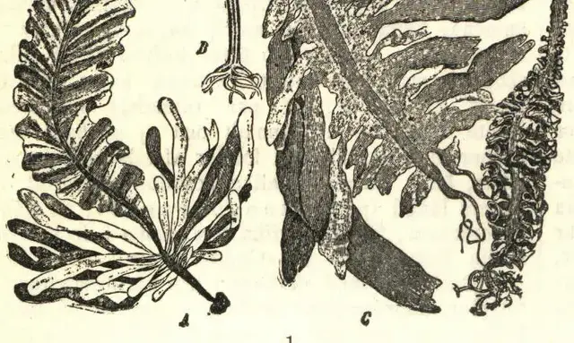 Illustration, sida 320