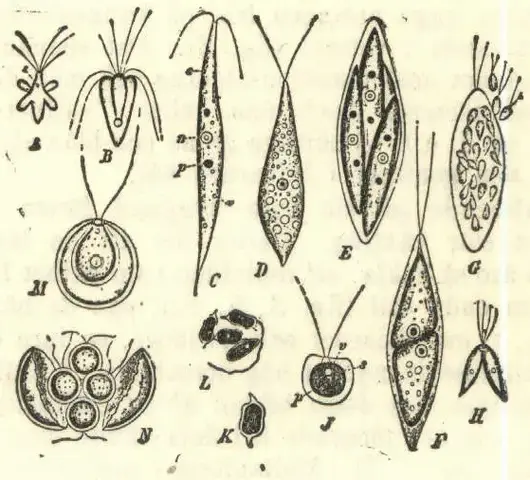Illustration, sida 320