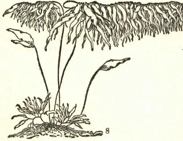 Illustration, sida 321