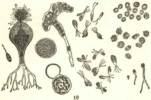 Illustration, sida 321