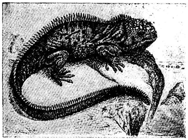 Illustration, sida 423