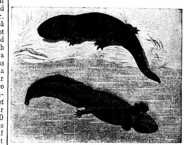 Illustration, sida 423