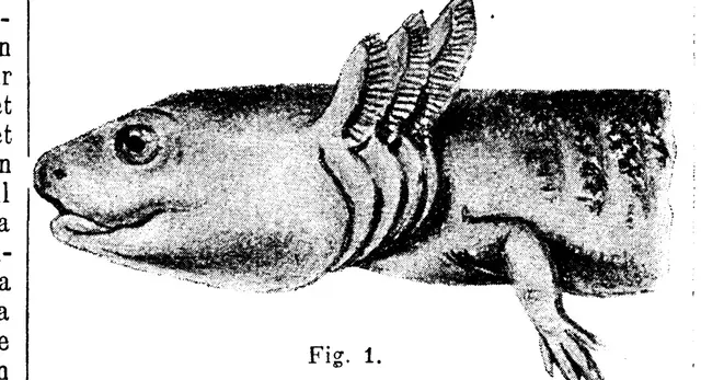Illustration, sida 471
