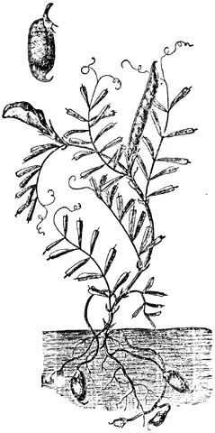 Illustration, sida 480