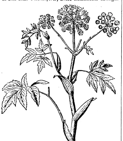 Illustration, sida 571