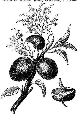 Illustration, sida 610