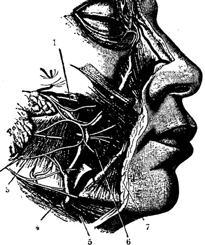Illustration, sida 616