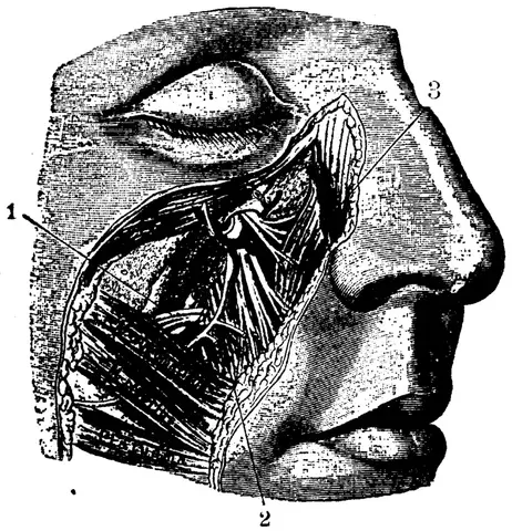 Illustration, sida 616