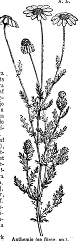 Illustration, sida 625