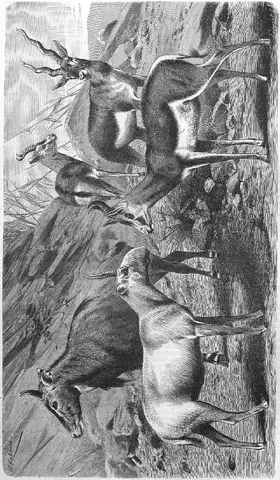 Illustration, sida 632