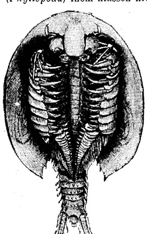 Illustration, sida 696