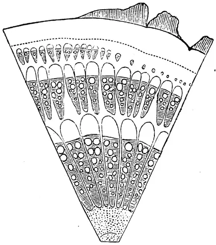 Illustration, sida 710