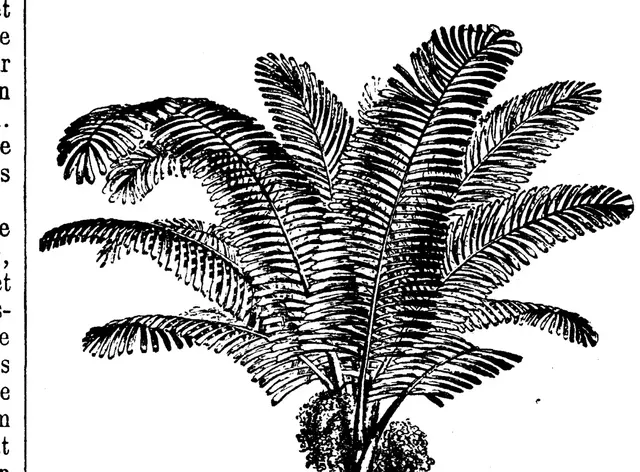 Illustration, sida 771