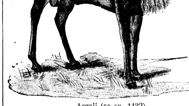 Illustration, sida 785