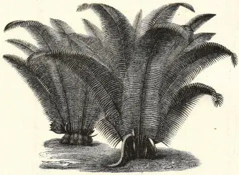 Illustration, sida 214