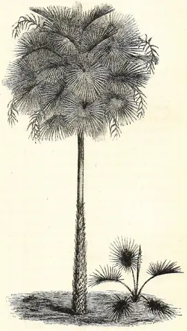 Illustration, sida 218