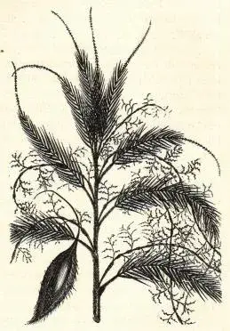 Illustration, sida 221