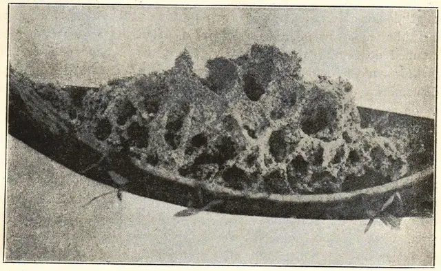 Illustration, sida 73