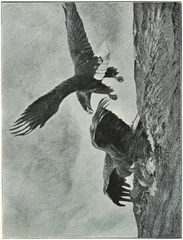 Illustration, sida 207