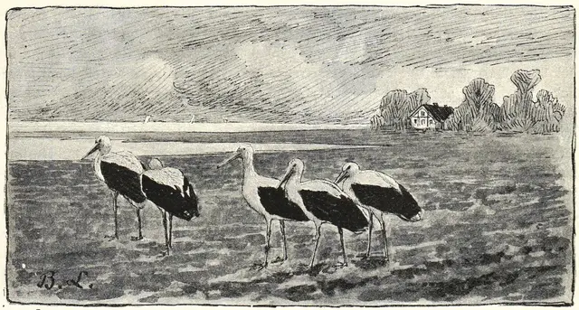 Illustration, sida 233