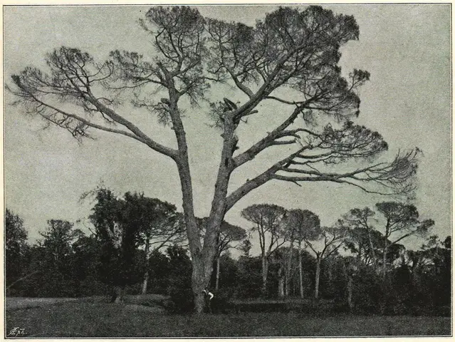 Illustration, sida 371