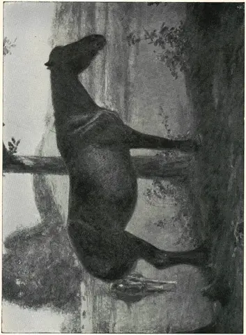 Illustration, sida 187