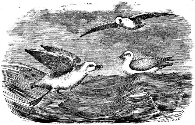 Illustration ur Spetsbergen 1861 (1865), sida 25
